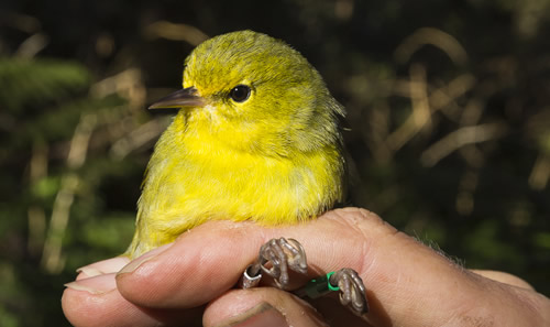bird