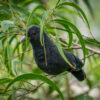 'Alalā-Plush Bird (Authentic Bird Sound) - Image 2
