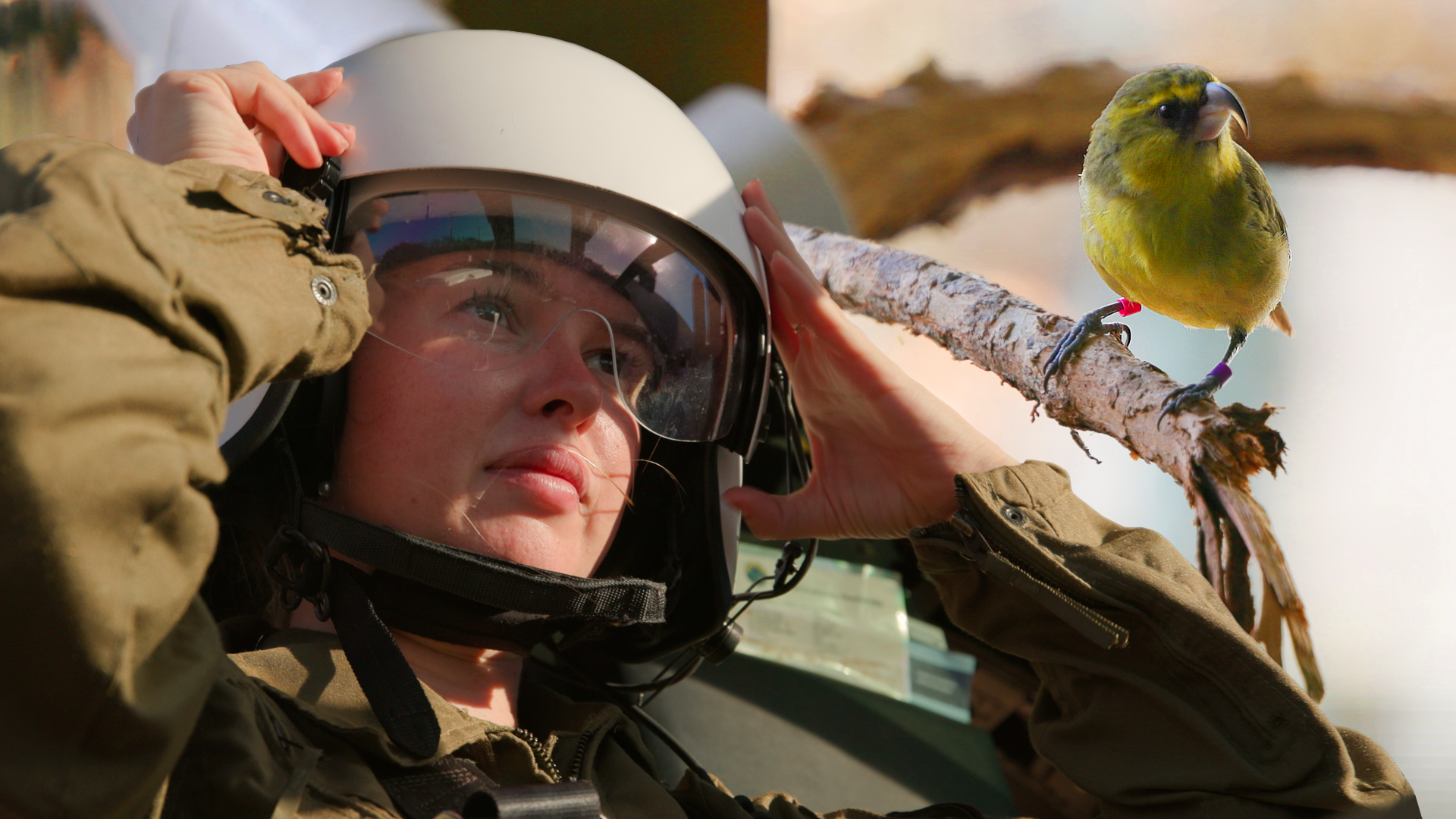 M2MOK-Birds-Not-Mosquitoes-Thumbnail