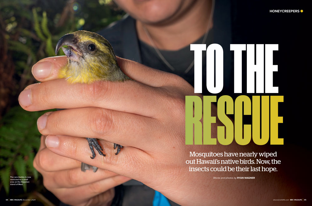 To the rescue article