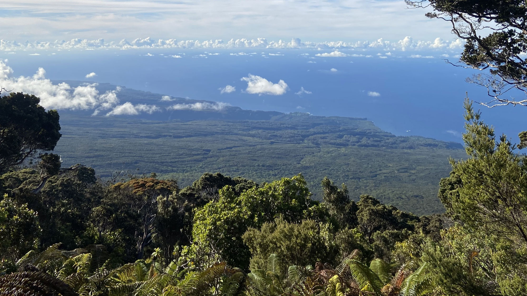 Maui Forest view landscape