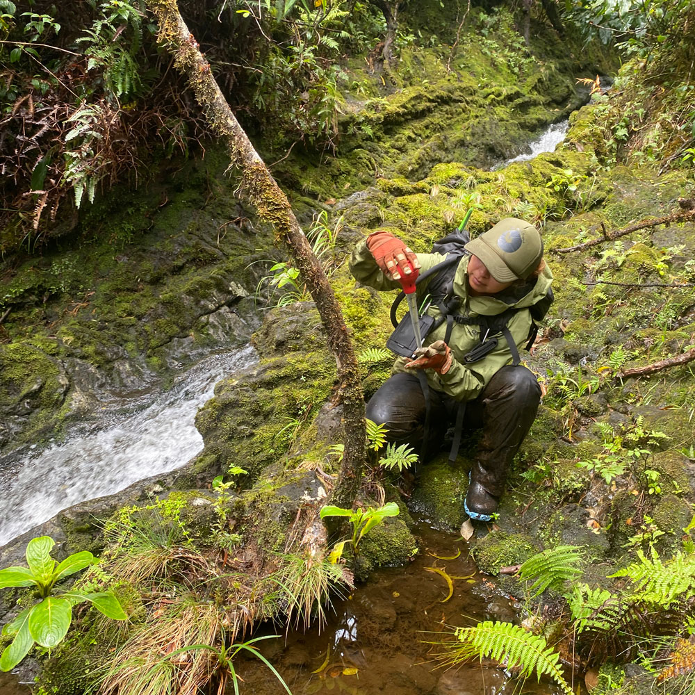 mosquito-larvae-samp