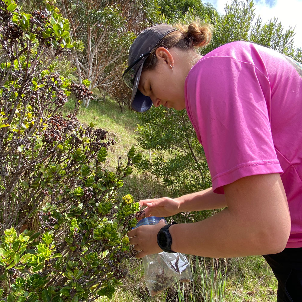 nakula-seed-collection