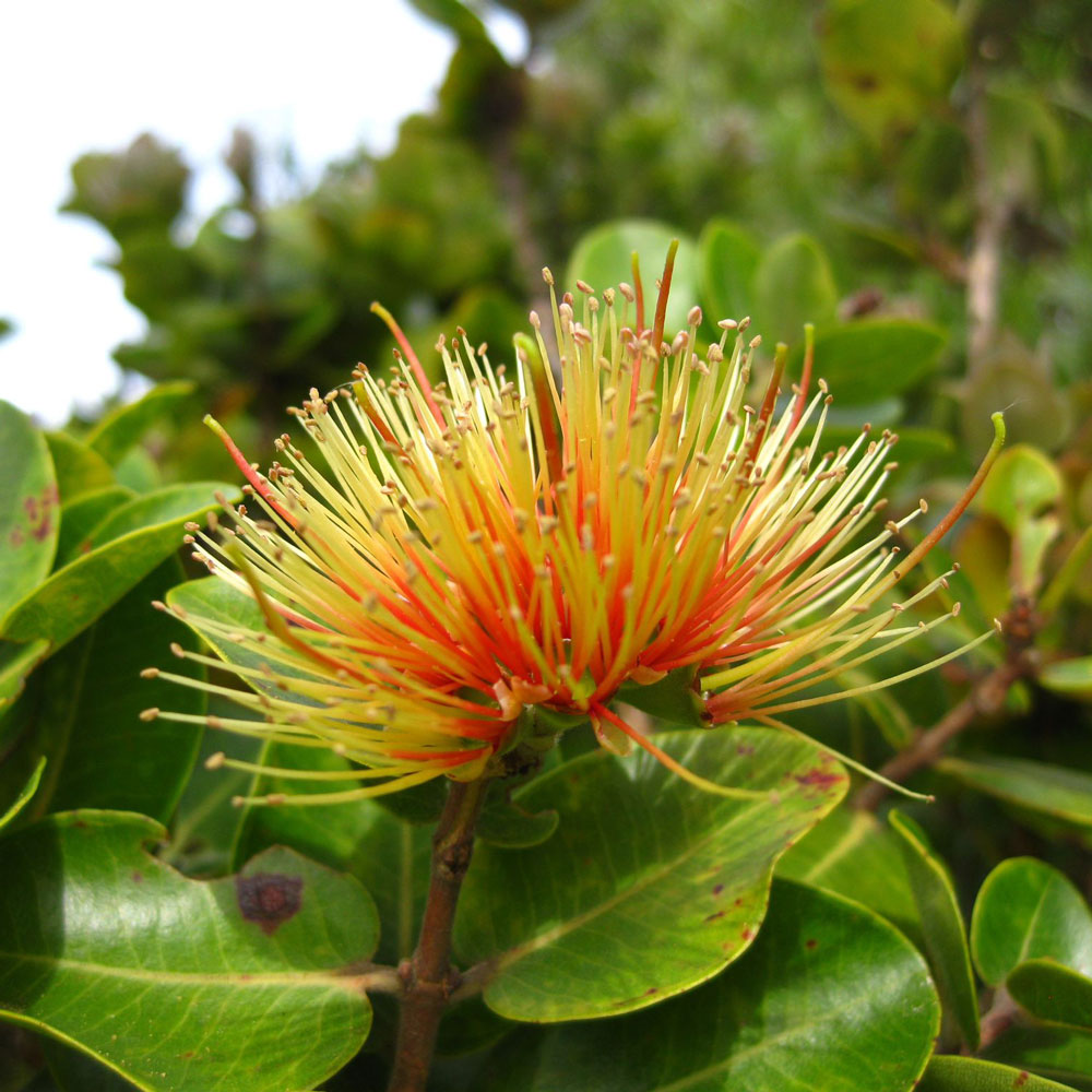 ohia lehua