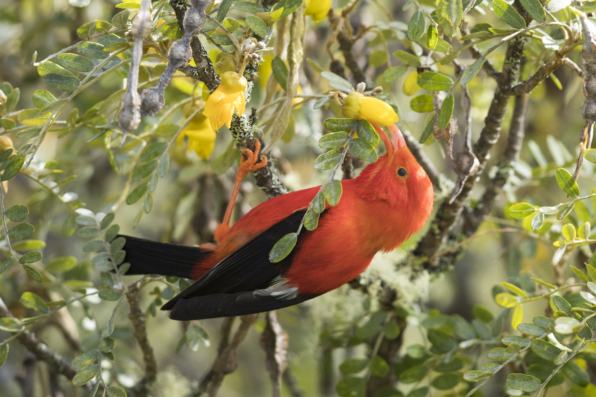 Iiwi feeding on a mamane flower
