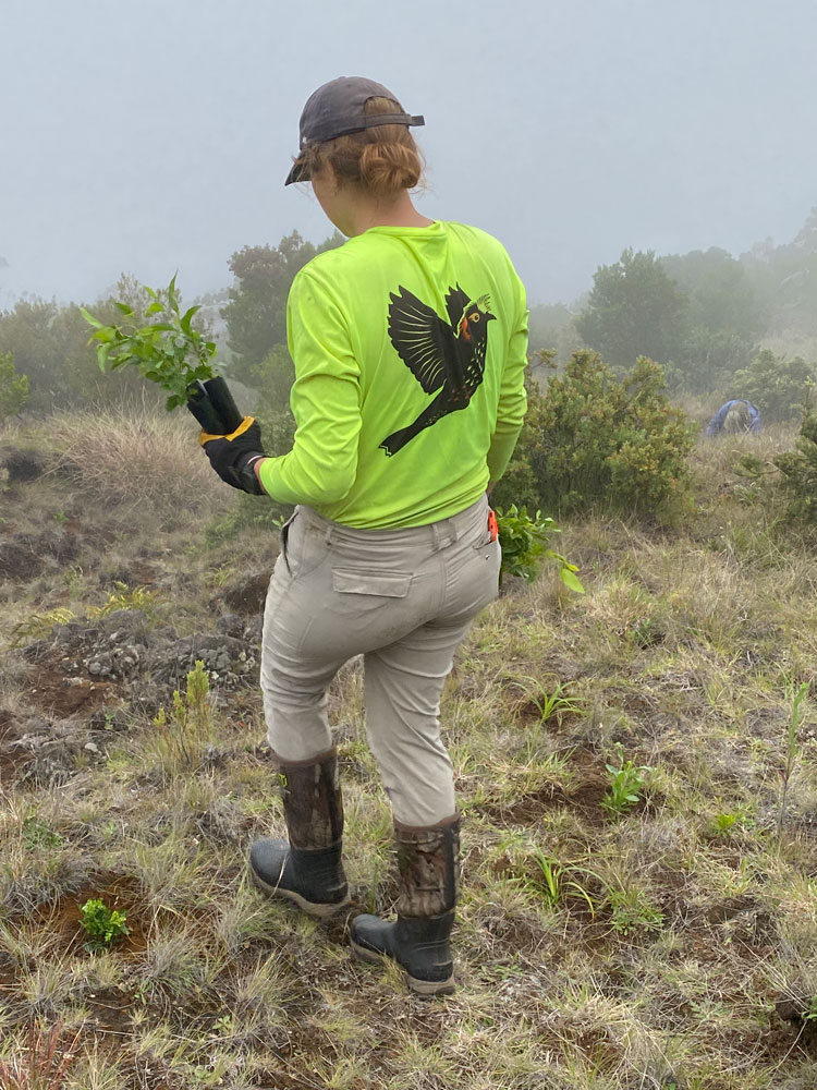 Nakula outplanting