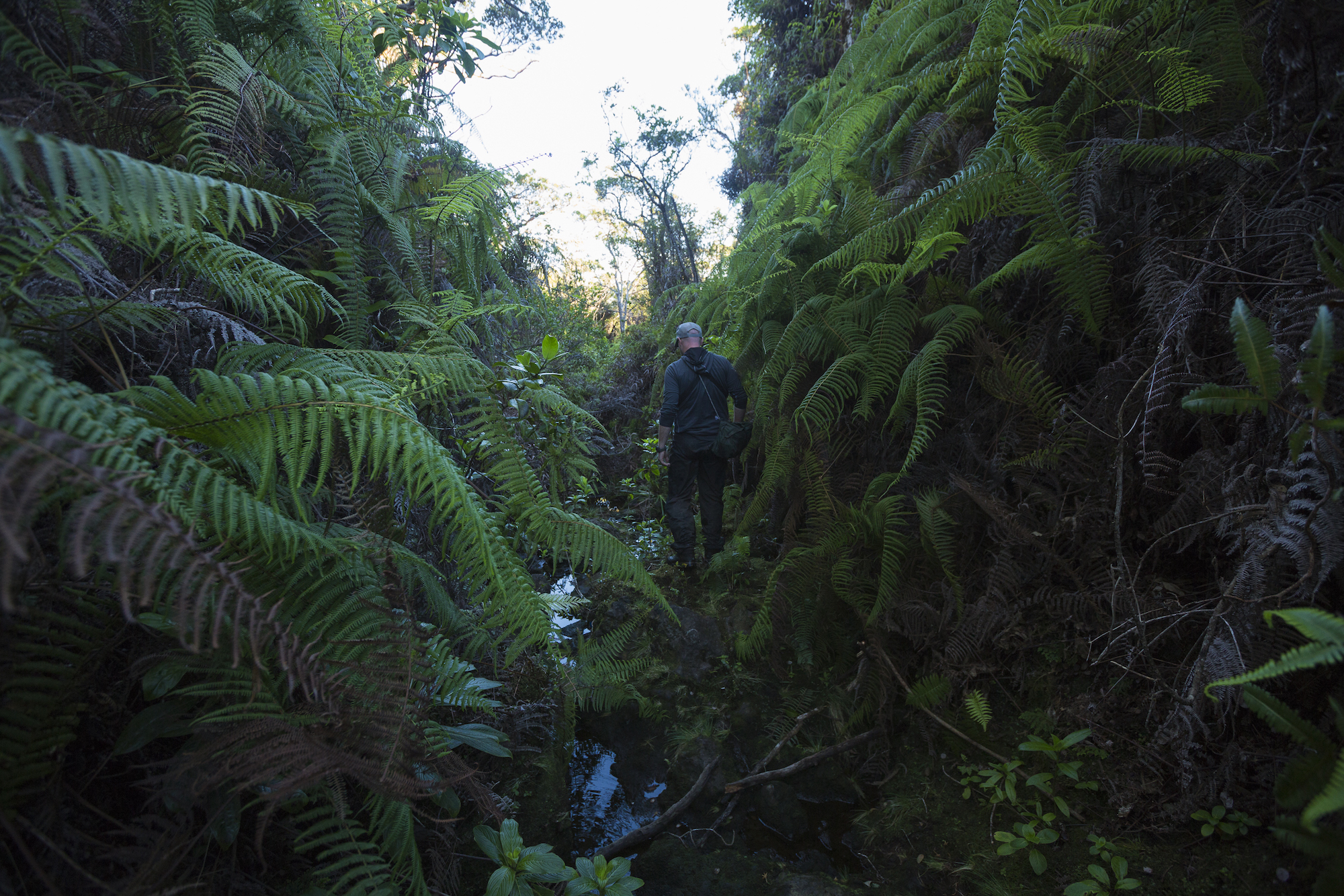 Field worker hiking through a ravine surrounded by fern
