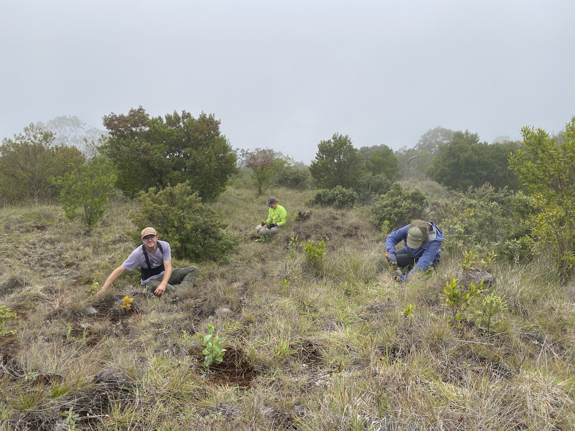 Three field workers on the ground outplanting