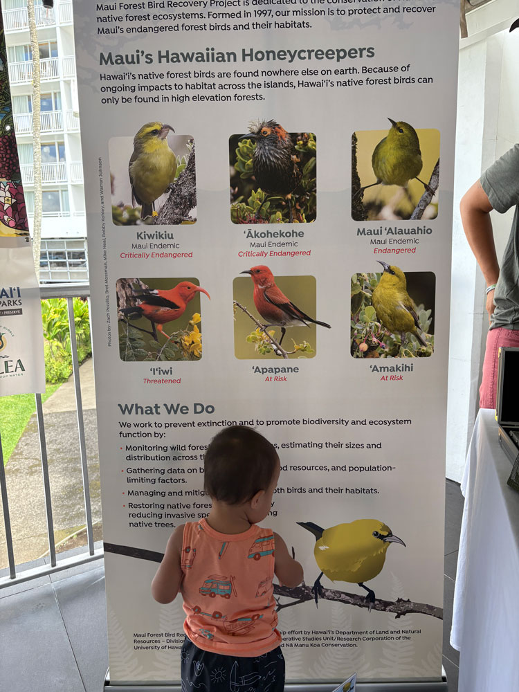 boy with bird display